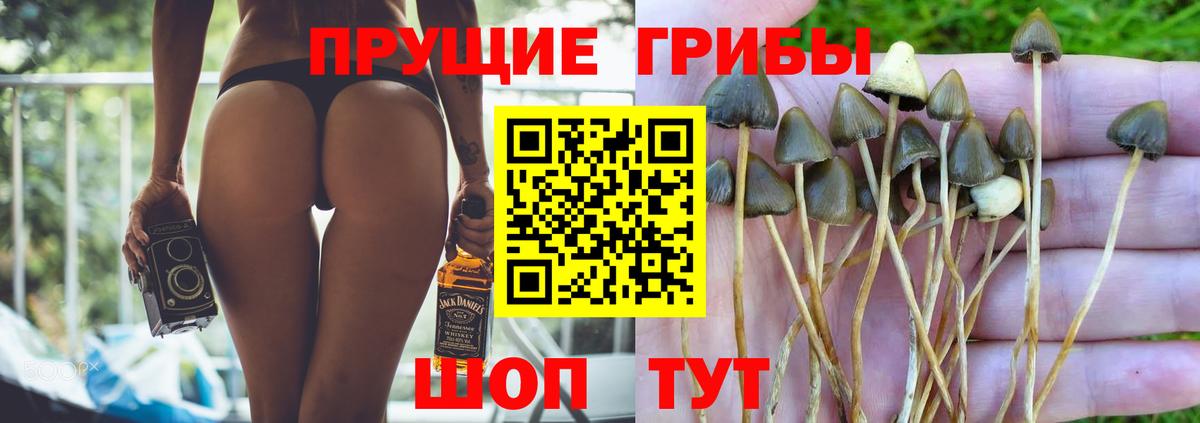 Галлюциногенные грибы Cubensis  Псилоцибиновые грибы мицелий  Вход с VPN  Богородск 